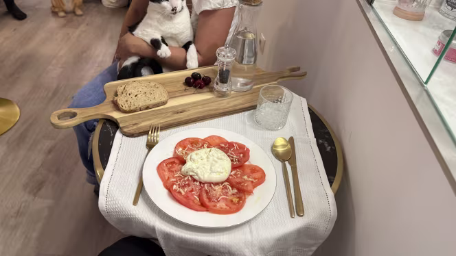 El Salon de mi Casa Cat Cafe - 1