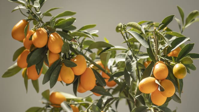 Azahar - Hospes Las Casas del Rey de Baeza - Sevilla - 1