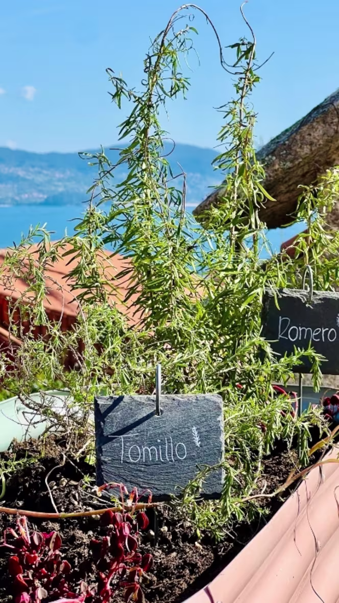 As Suculentas - Aldea (C)Alma - 7