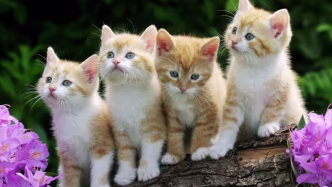 Kitty Café Leeds - 5