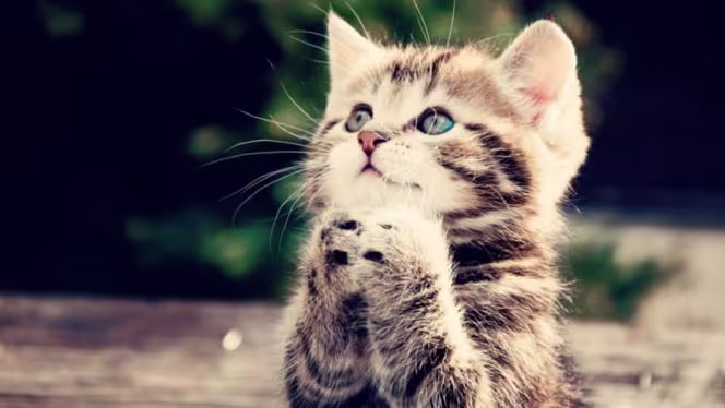 Kitty Café Leeds - 6