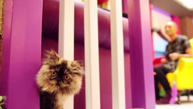 Kitty Café Leeds - 0