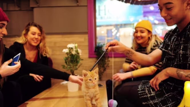 Kitty Café Leeds - 2