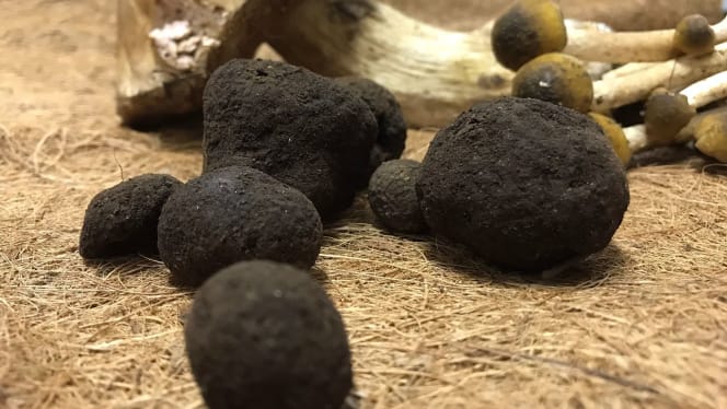 Al Fungo Velenoso - 4