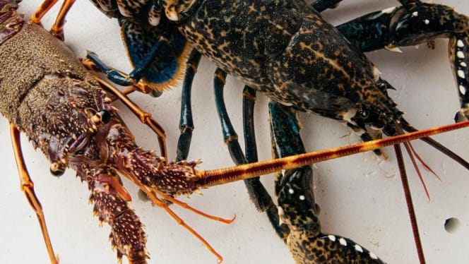 Il Cavalluccio Marino - 2