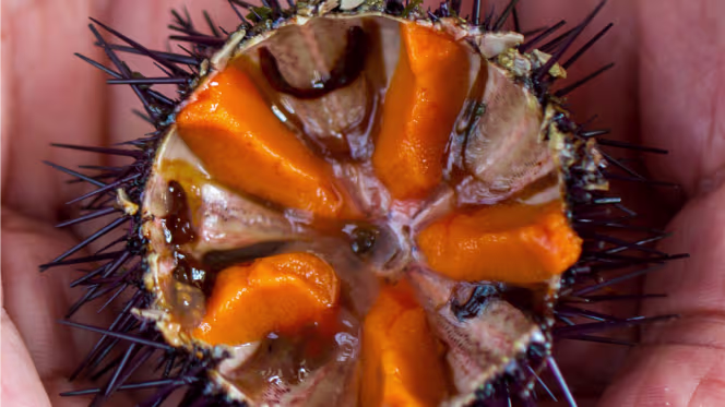 Le Trident - Coquillages - 2